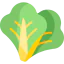 Lettuce icon 64x64