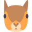 Squirrel icon 64x64