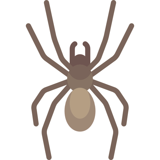 Spider icon