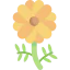 Marigold icon 64x64