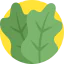 Lettuce icon 64x64