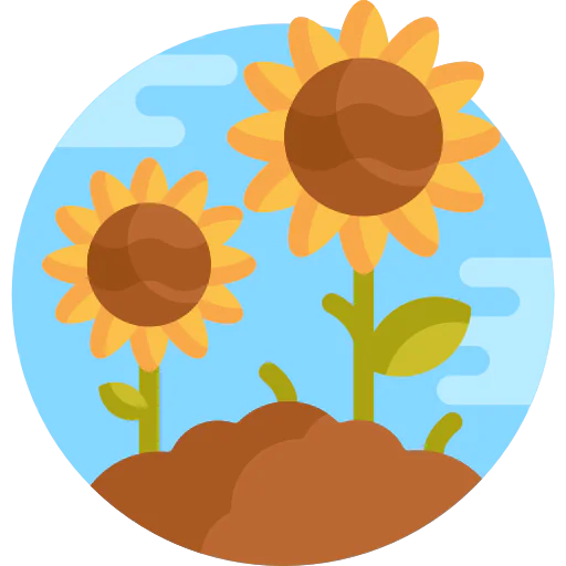 Sunflower icon