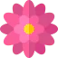 Chrysanthemum アイコン 64x64