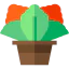 Kalanchoe アイコン 64x64