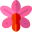 Orchid アイコン 64x64