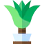 Dracaena アイコン 64x64