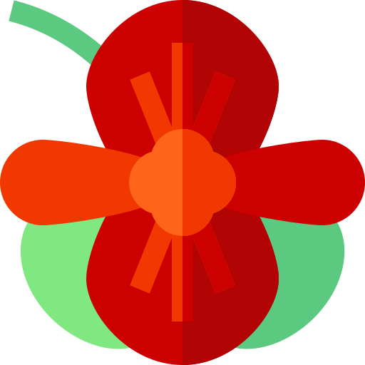 Begonia 상