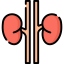 Kidneys icon 64x64