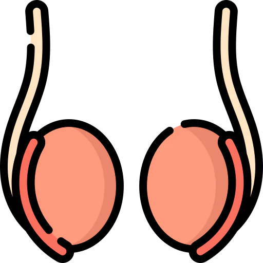 Testicle icon
