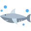 Shark icône 64x64