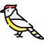 Cockatoo icon 64x64