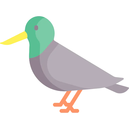 Bird 상
