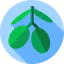 Olive icon 64x64