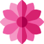 Gerbera icon 64x64