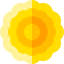 Chrysanthemum icon 64x64