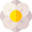 Freesia icon 64x64