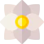 Jonquil icon 64x64