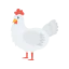 Chicken icon 64x64
