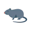 Rat icon 64x64