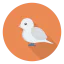 Sparrow icon 64x64