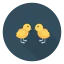 Chicks icon 64x64