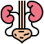 Kidney biểu tượng 64x64