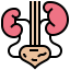 Kidney icon 64x64