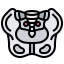 Pelvis icon 64x64