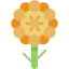 Marigold icon 64x64