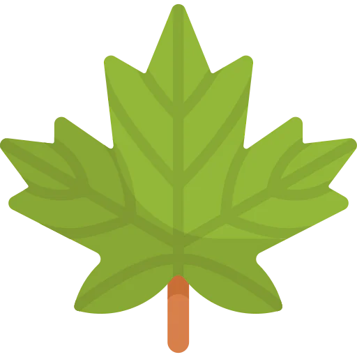 Maple leaf icon