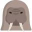 Walrus 图标 64x64
