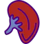 Kidney icon 64x64