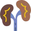 Kidneys ícone 64x64