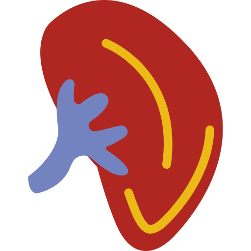 Kidney icône