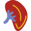 Kidney icon 64x64
