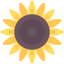 Sunflower icon 64x64