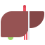 Liver icon 64x64