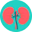 Kidneys Symbol 64x64