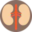 Kidney icône 64x64