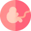 Fetus biểu tượng 64x64