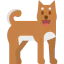 Shiba icon 64x64