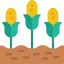 Corn biểu tượng 64x64