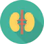 Kidneys іконка 64x64