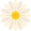 Daisy icon 64x64