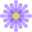 Aster icon 64x64