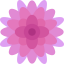 Chrysanthemum icon 64x64