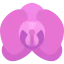 Orchid icon 64x64