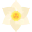 Jonquil icon 64x64