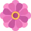 Zinnia icon 64x64