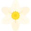Narcissus icon 64x64